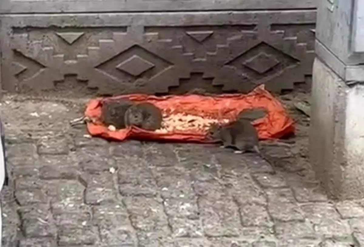 tekirdagda sokakta fareler yiyecek bulundu vatandaslar tedirgin FDaOwvYw.jpg