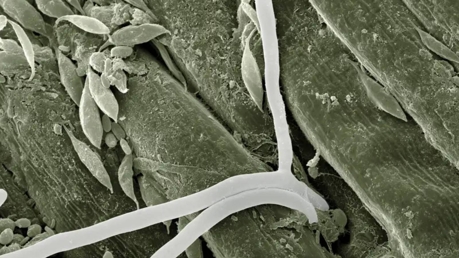 yapay zeka biyoteknolojiyi nasil terore donusturuyor M7fLrMPD.jpg