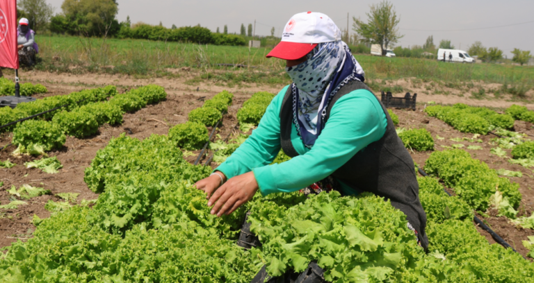 igdirda-yilin-ilk-hasadi-marul-tarlalarinda-yapildi-z1pqHaJx