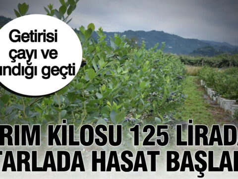 Yarim kilosu 125 liradan tarlada hasat basladi getirisi cayi ve findigi gecti cRKZGl7X